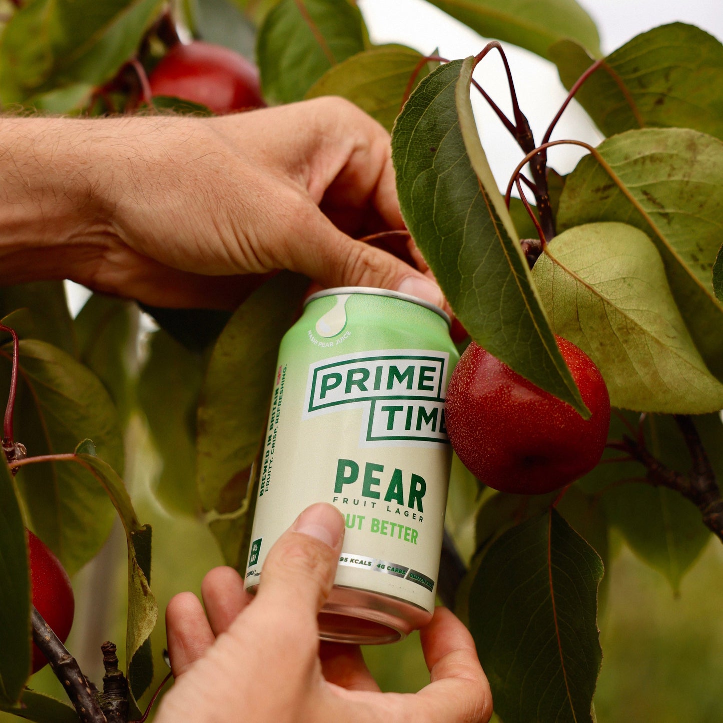 Limited Edition Pear Lager (12x 330ml pack)